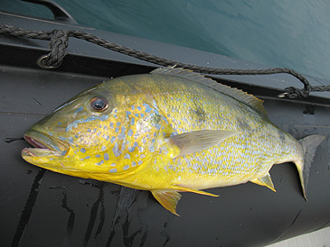 2424_Tanganyika Sport Fishing_Giant Cichlid_Boulengerochromis microlepis.jpg